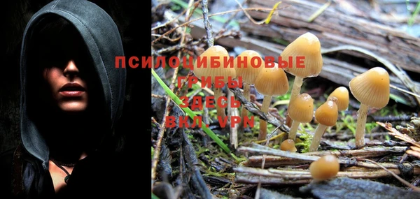 шишки Коряжма